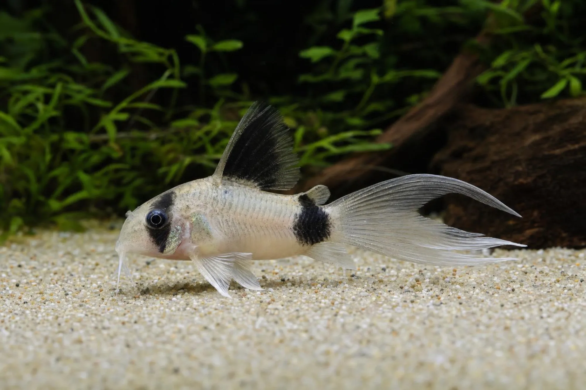 Long-Fin-Panda-Panzerwels, Hoplisoma panda (Corydoras panda)