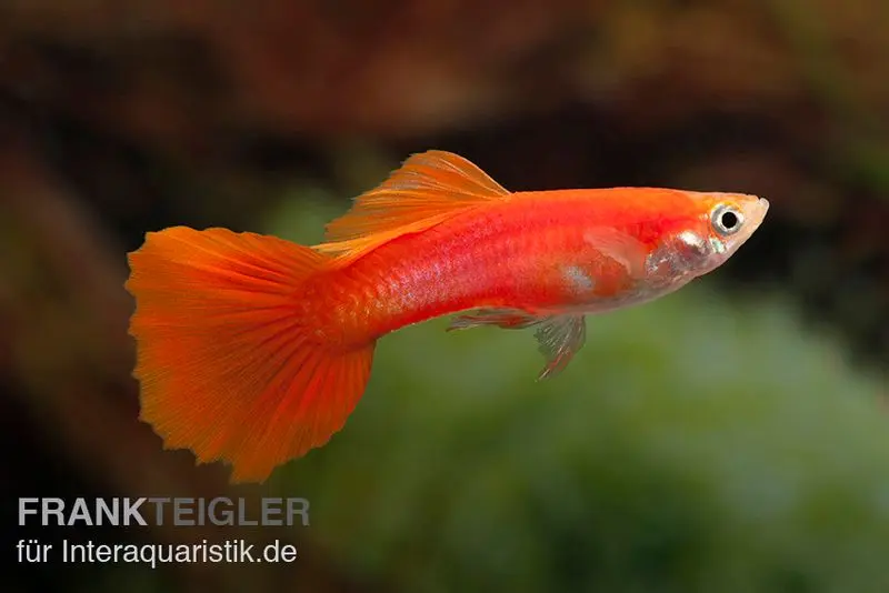 Guppy Triangel vollrot, Poecilia reticulata, paarweise