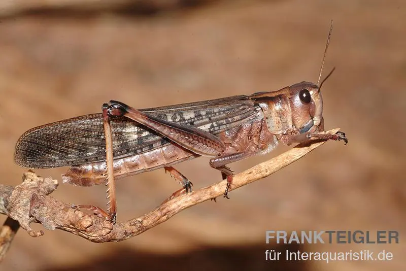 Wanderheuschrecken, subadult, ca. 12 Stück