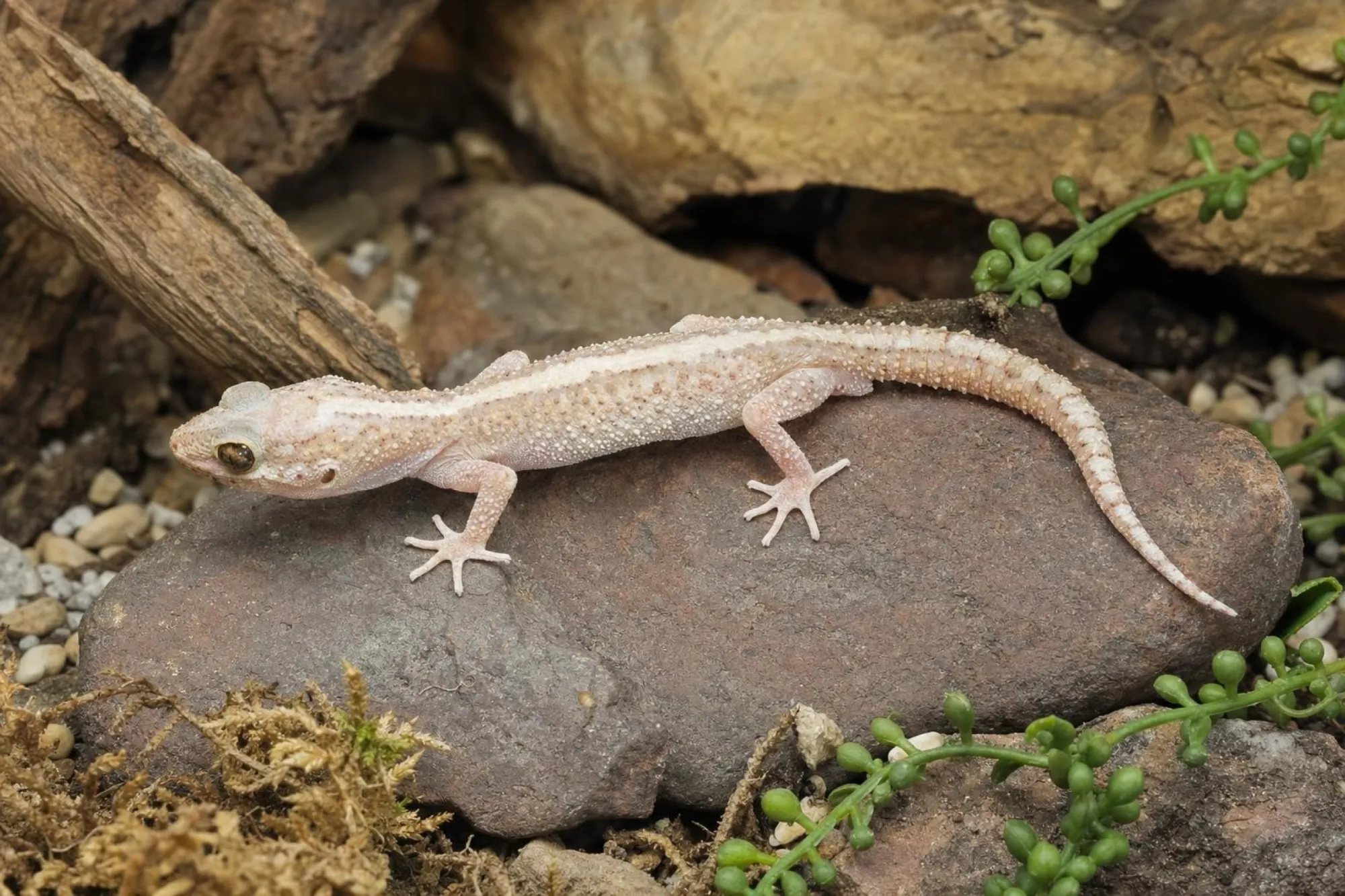 Hypo-Madagaskar-Großkopfgecko, Paroedura picta