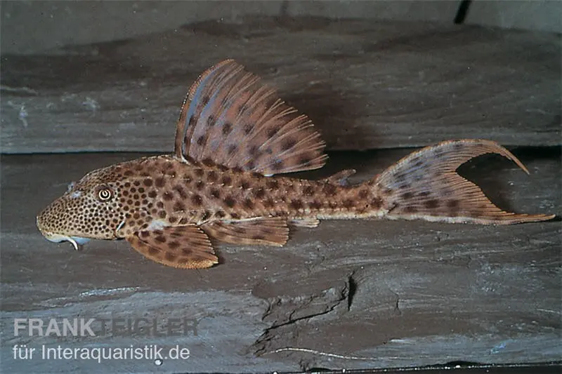 Augenflecken-Trugschilderwels, L36, Ancistomus spilomma sp. RIO ARAGUAIA