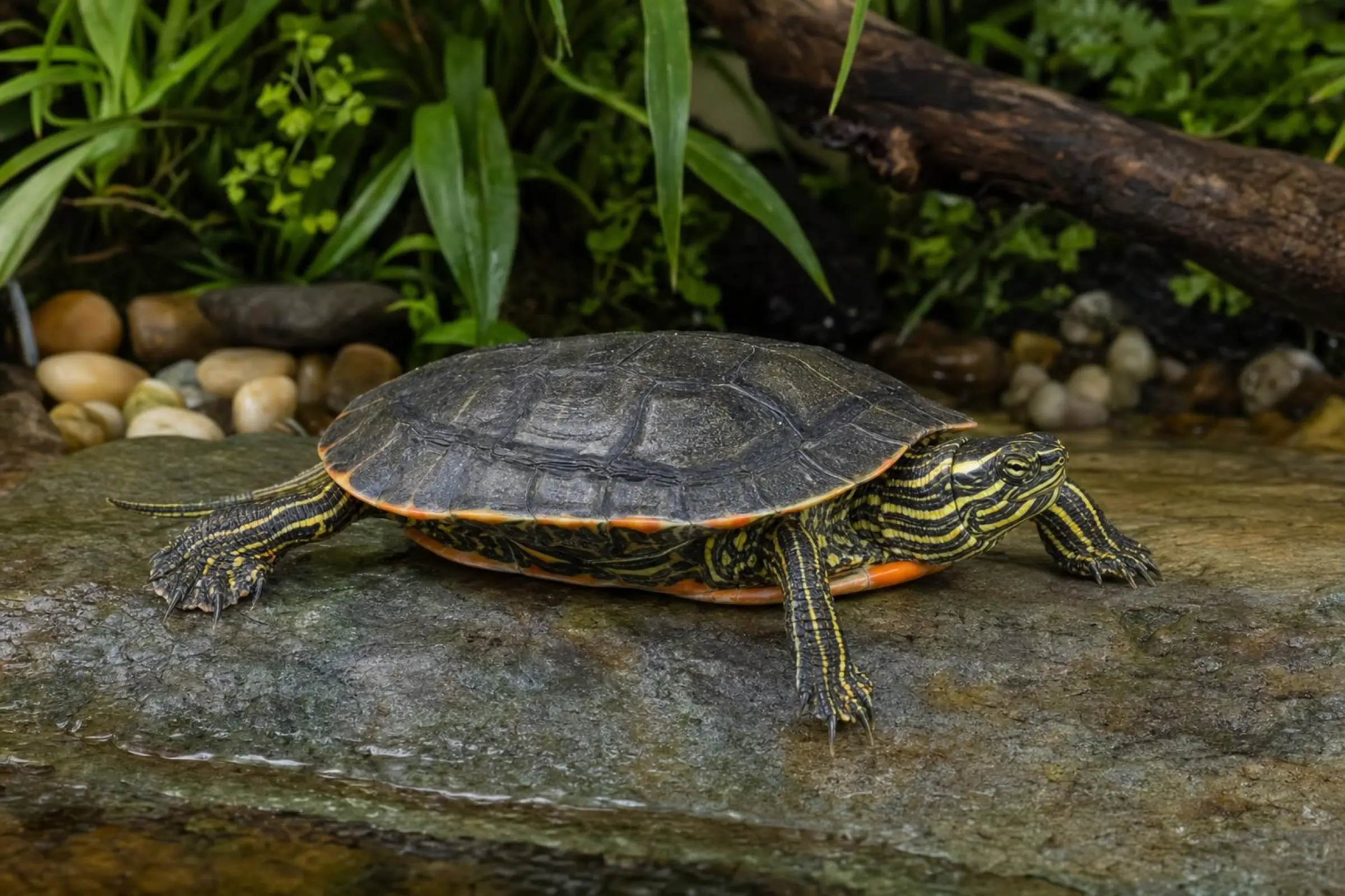 Westliche Zierschildkröte, Chrysemys picta bellii