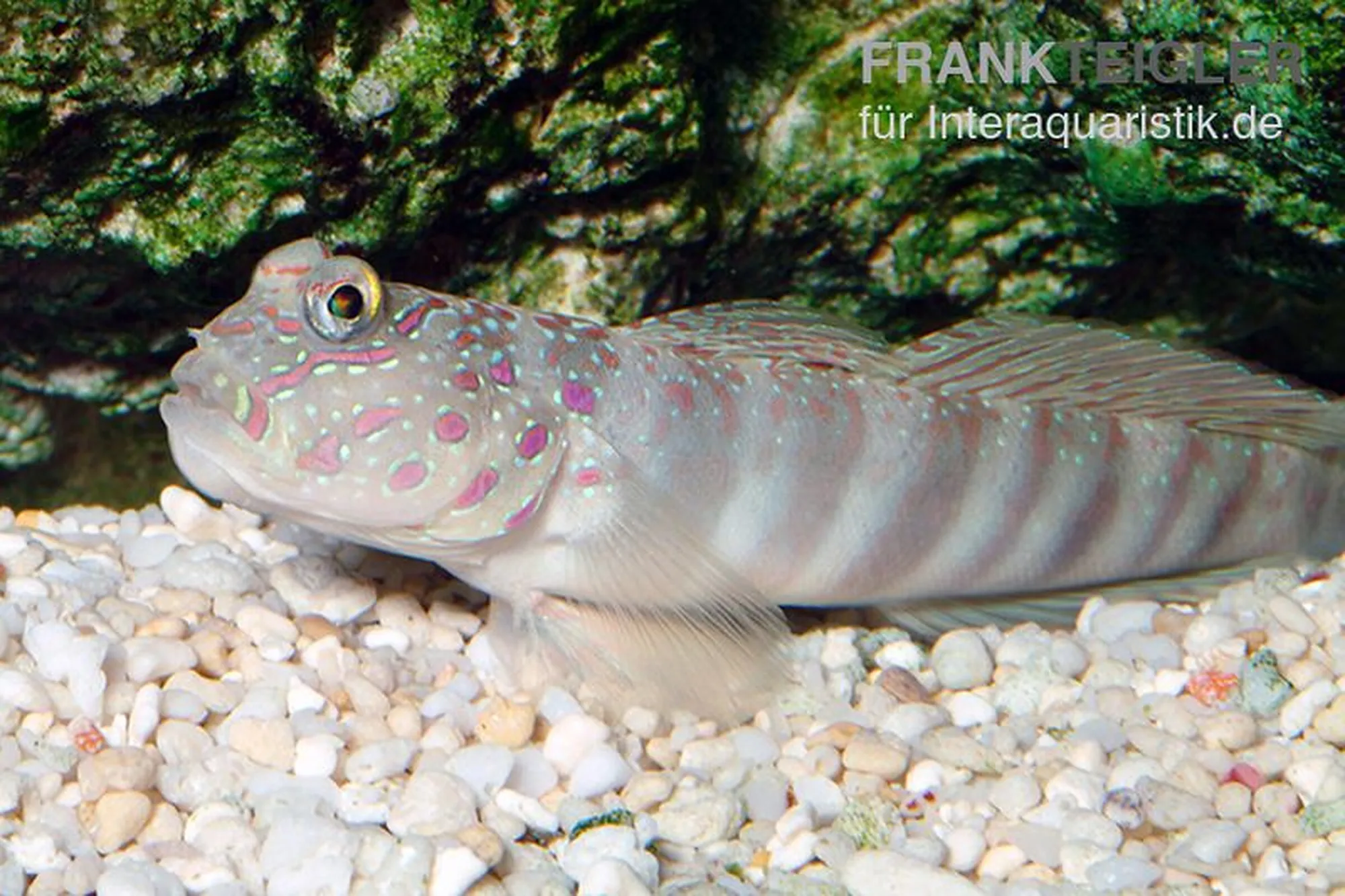 Schlankkopf-Symbiosegrundel, Cryptocentrus leptocephalus