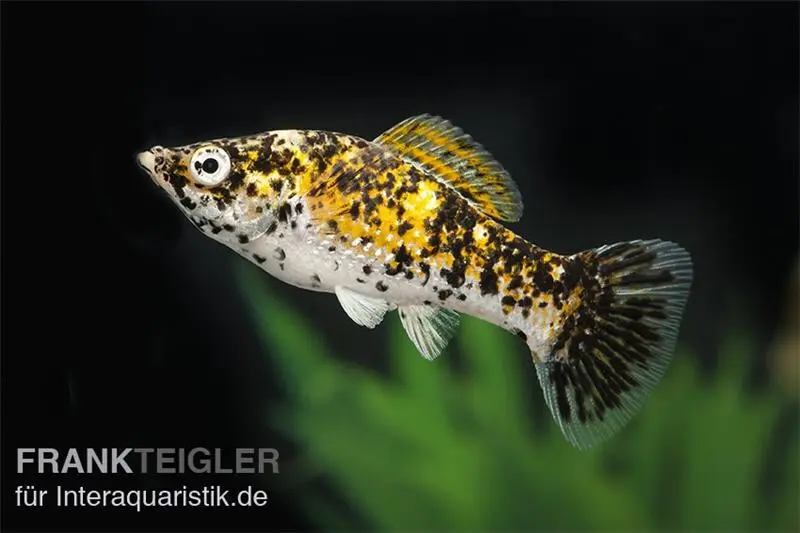 Marmelade Cat Molly, Poecilia latipinna