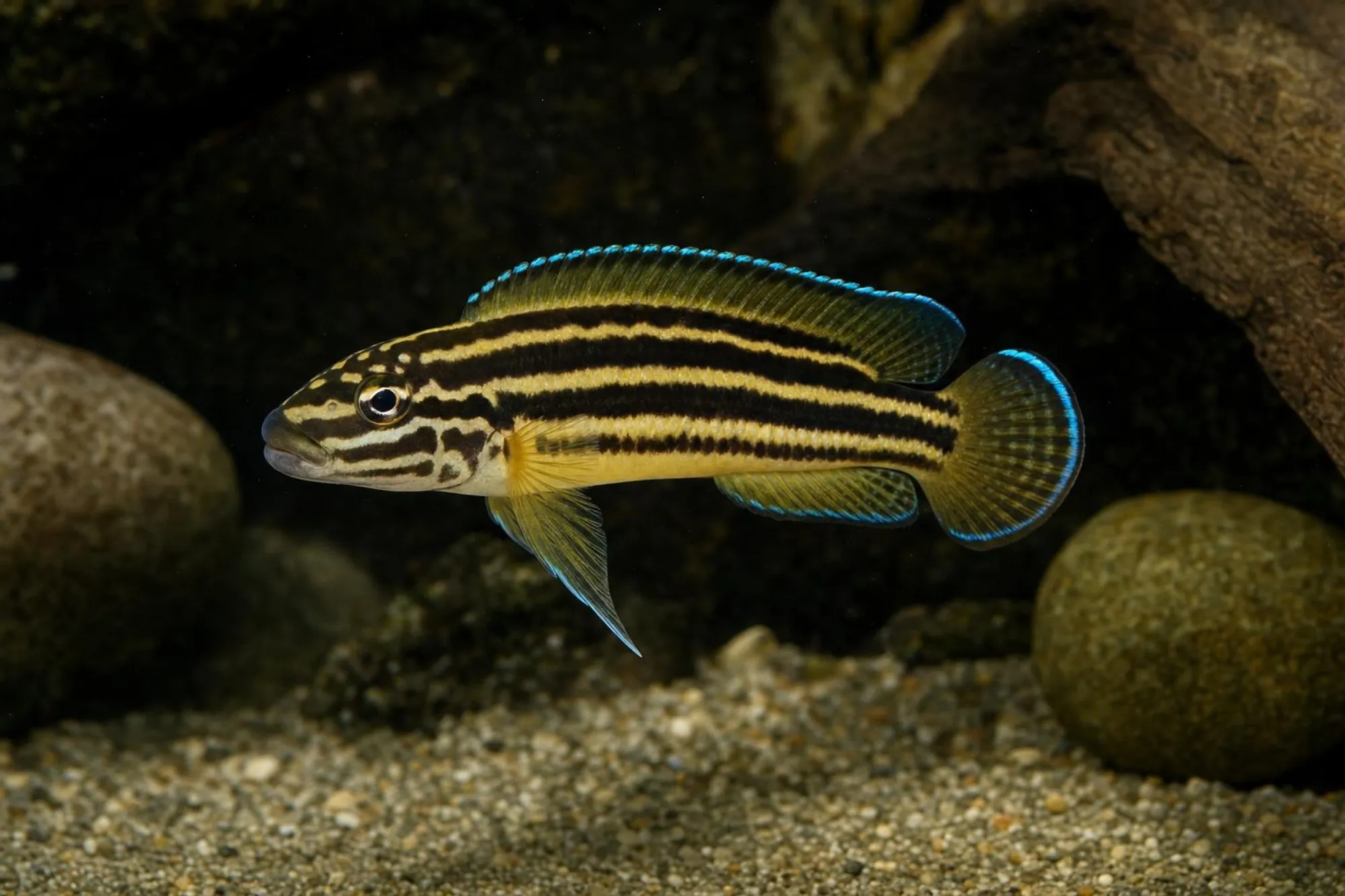 Vierstreifen-Schlankcichlide „Zambia“, Julidochromis regani