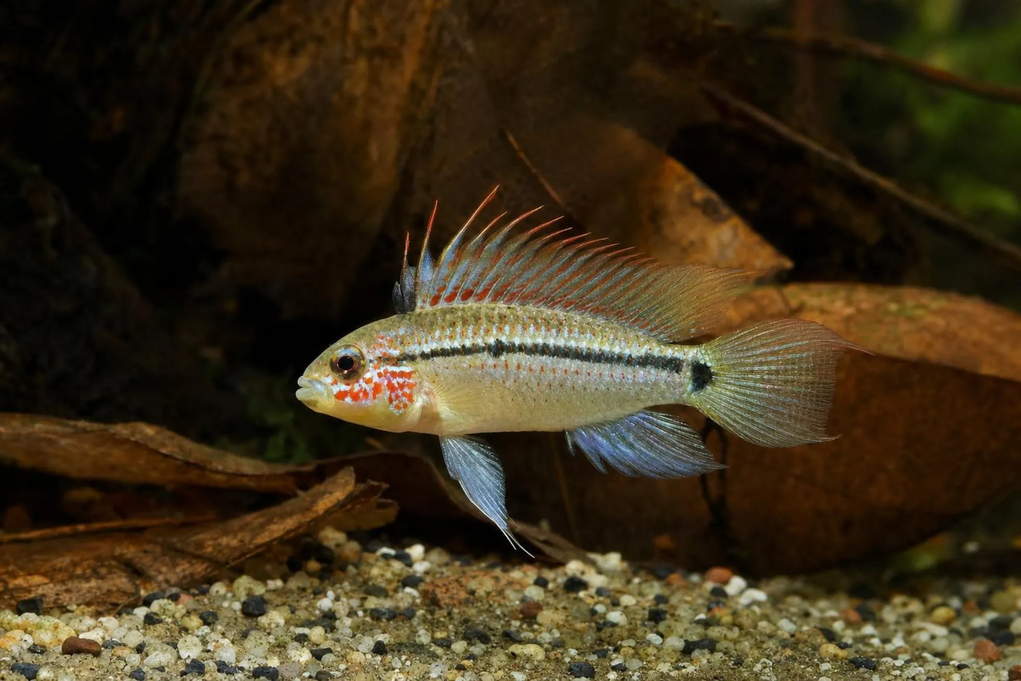 Erdbeer-Zwergbuntbarsch, Apistogramma eremnopyge