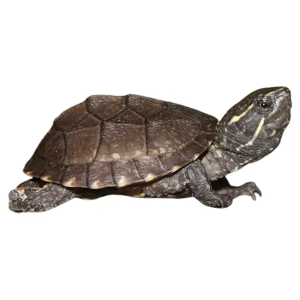 Landschildkröten