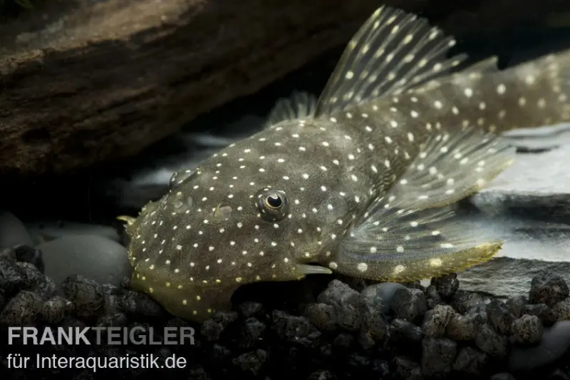 Weißpunkt-Dreihornharnischwels, L017, Hopliancistrus sp., 6-10 cm
