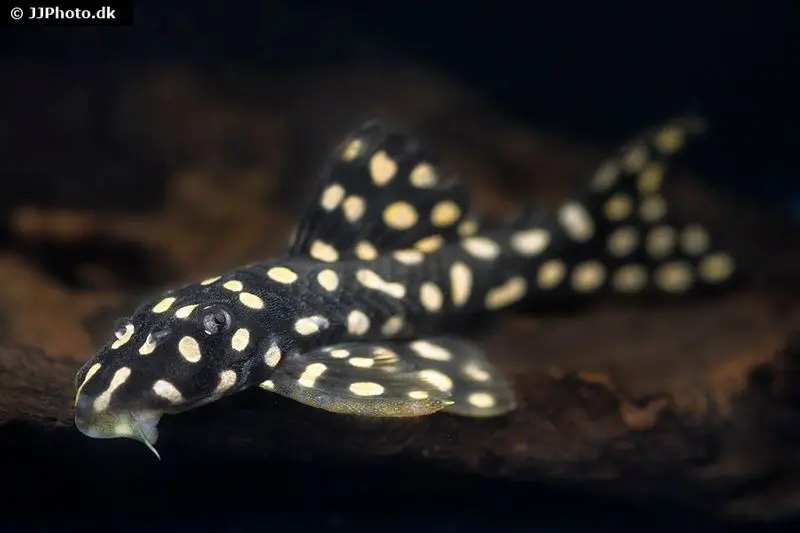Opalflecken-Harnischwels, L82, Scobinancistrus raonii, 3,5-5 cm