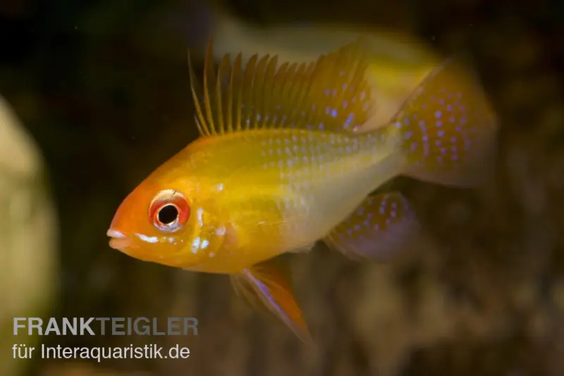 Schmetterlingsbuntbarsch gold, Mikrogeophagus ramirezi gold, DNZ