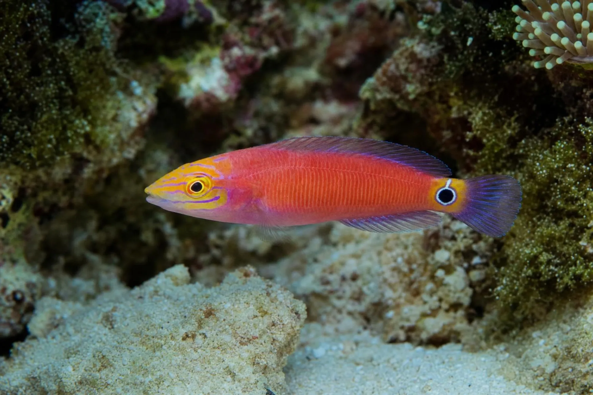 Geringelter Zwerglippfisch, Pseudocheilinus ocellatus