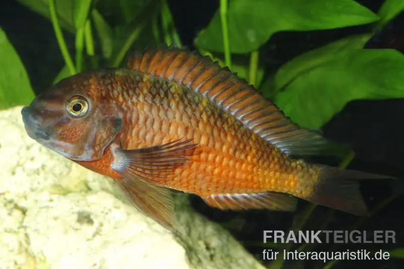 Roter Schwanzstreifen-Moorii, Tropheus moorii "Moliro", NZ