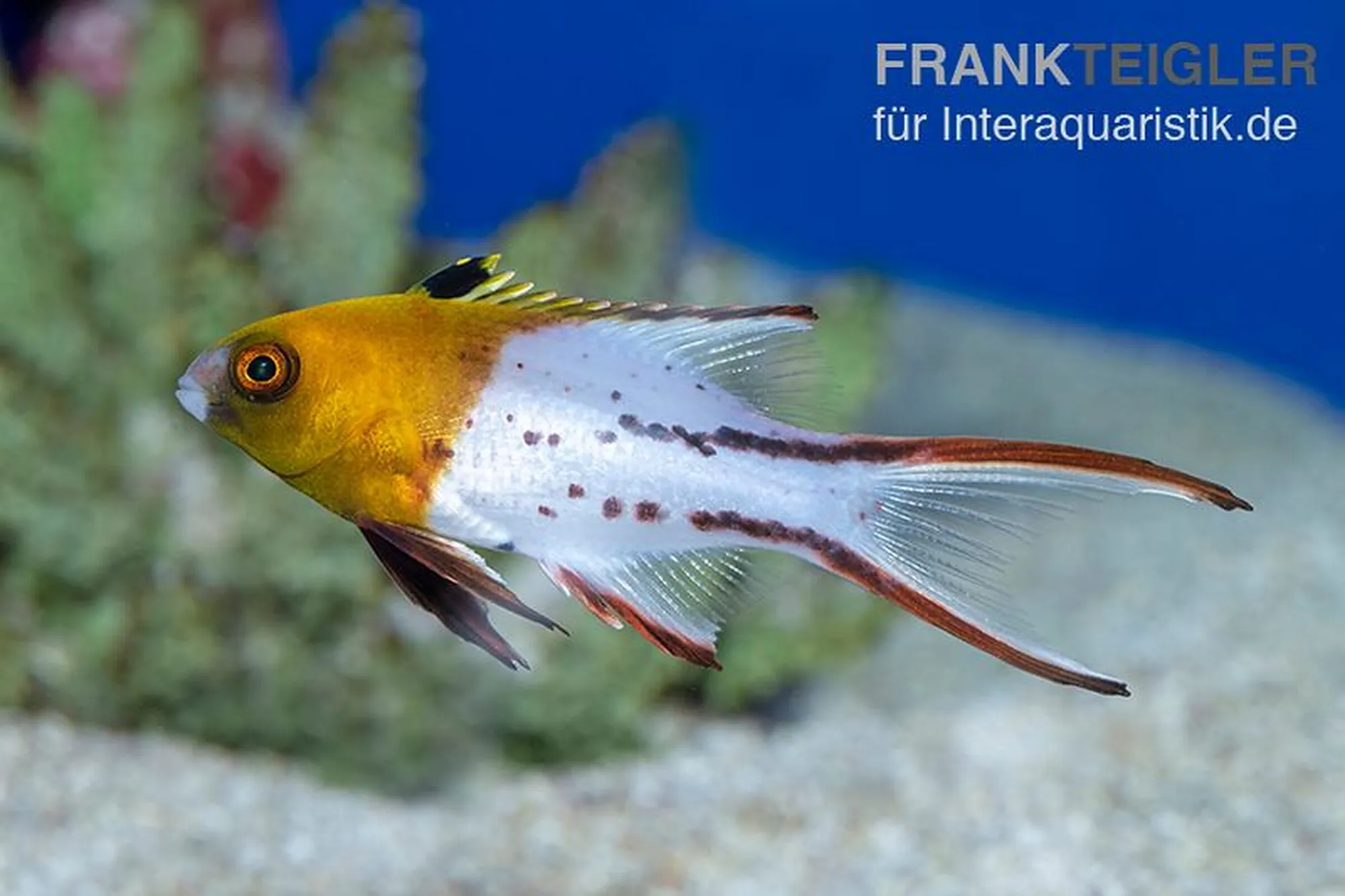 Schweinslippfisch, Bodianus anthioides