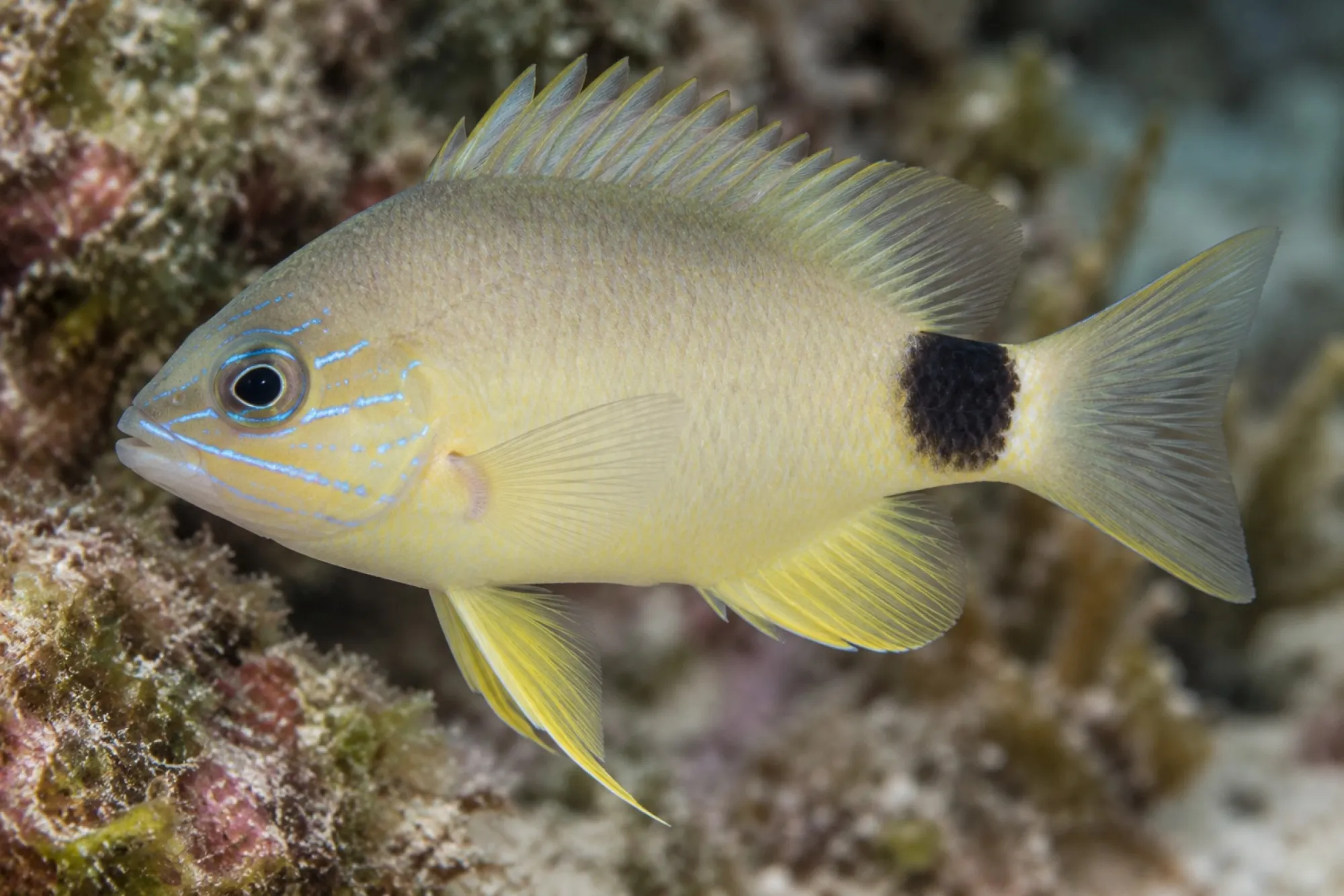Butter-Hamlettbarsch, Hypoplectrus unicolor