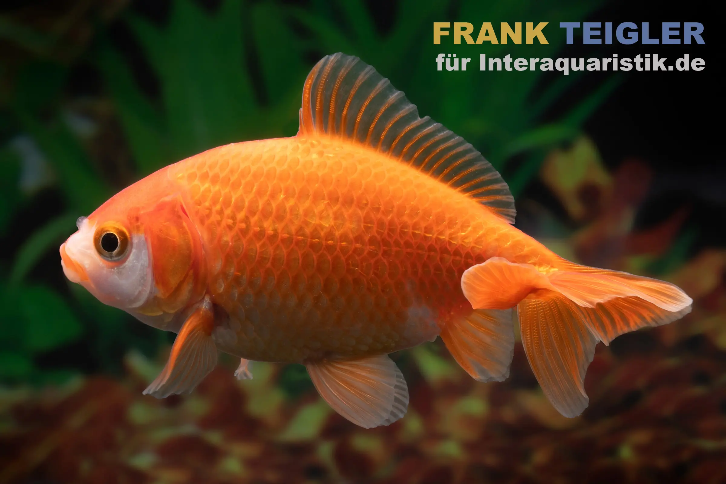 Goldfisch Wakin rot, Carassius auratus, 6-7 cm (Kaltwasser)