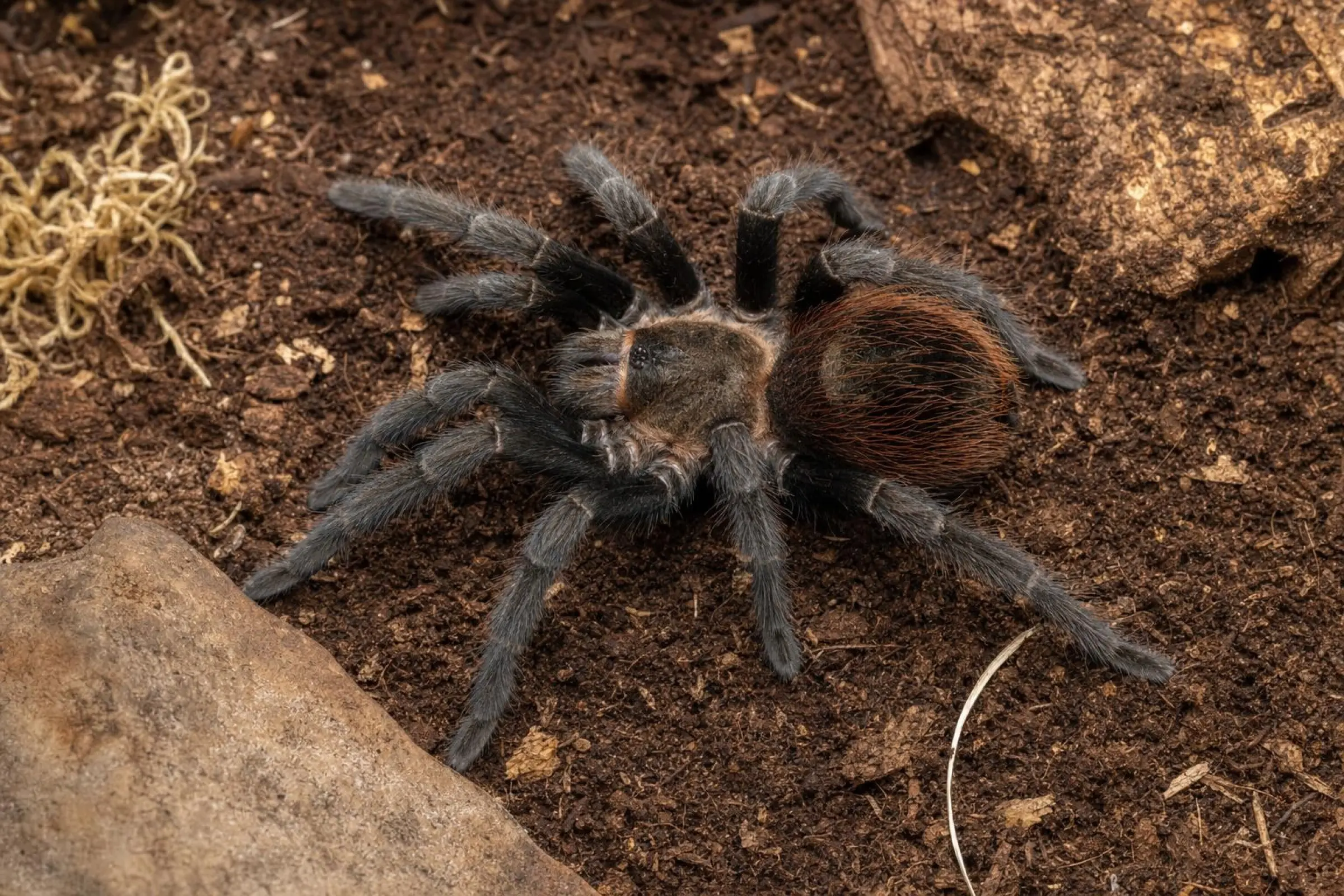 Yucatán-Vogelspinne, Tliltocatl epicureanum