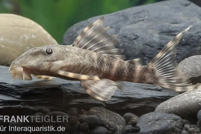 Wels  L288 Zwergschilderwels, Peckoltia spec