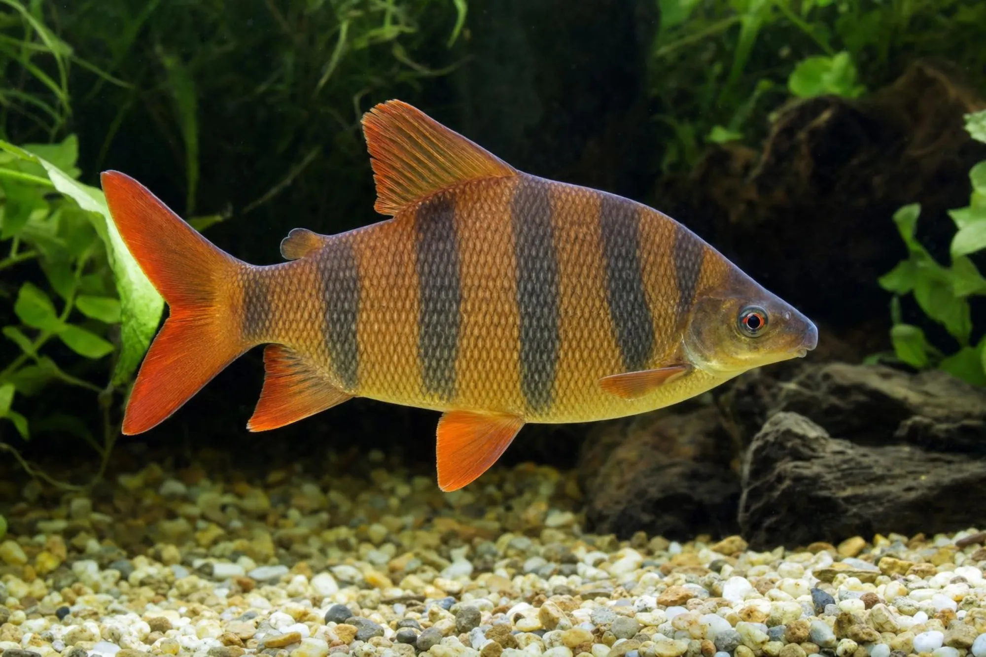 Zebra-Geradsalmler, Distichodus sexfasciatus