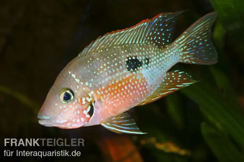 Elliots Buntbarsch, Thorichthys ellioti (maculipinnis), DNZ