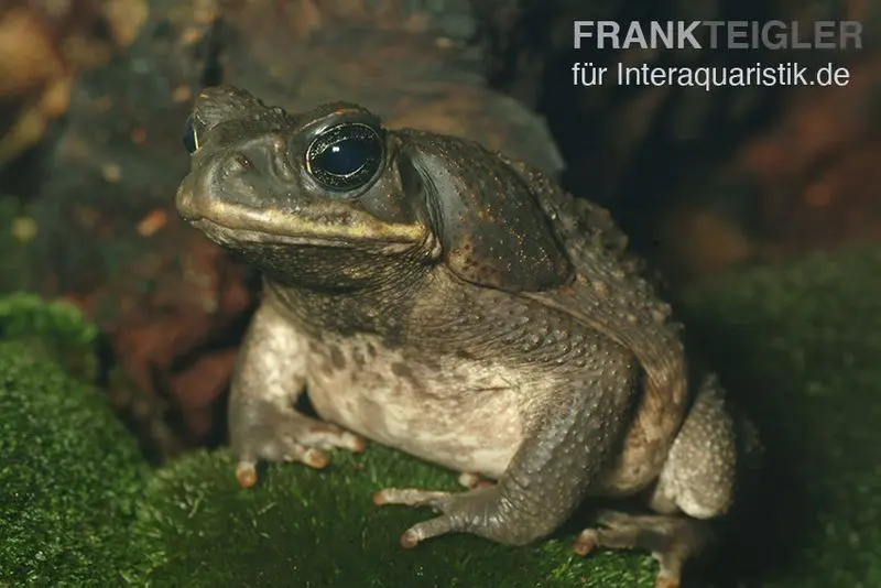 Aga-Kröte, Bufo marinus