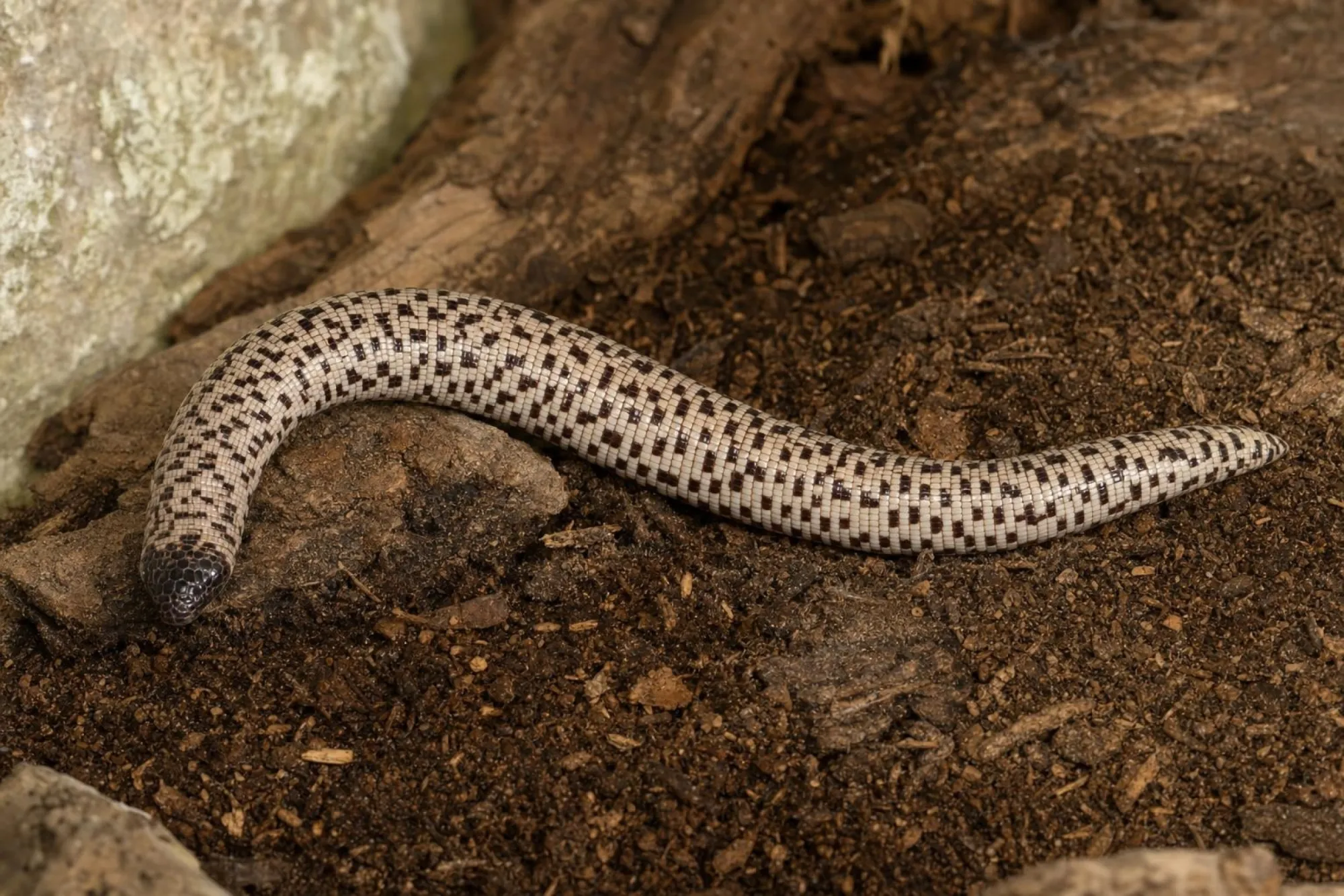 Schachbrett-Doppelschleiche, Trogonophis wiegmanni
