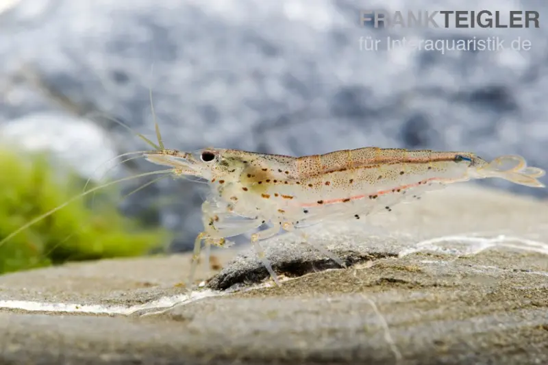 Amanogarnele, Caridina multidentata