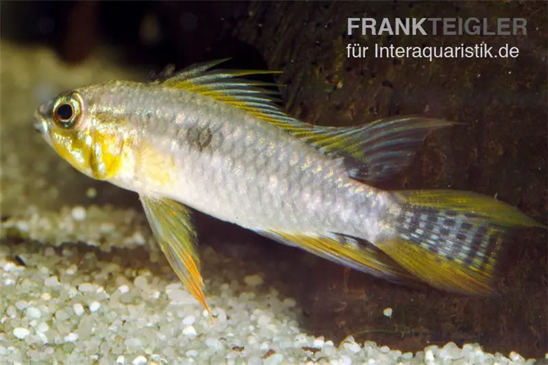 Zweistreifen-Zwergbuntbarsch, Apistogramma bitaeniata yellow (Paarweise)