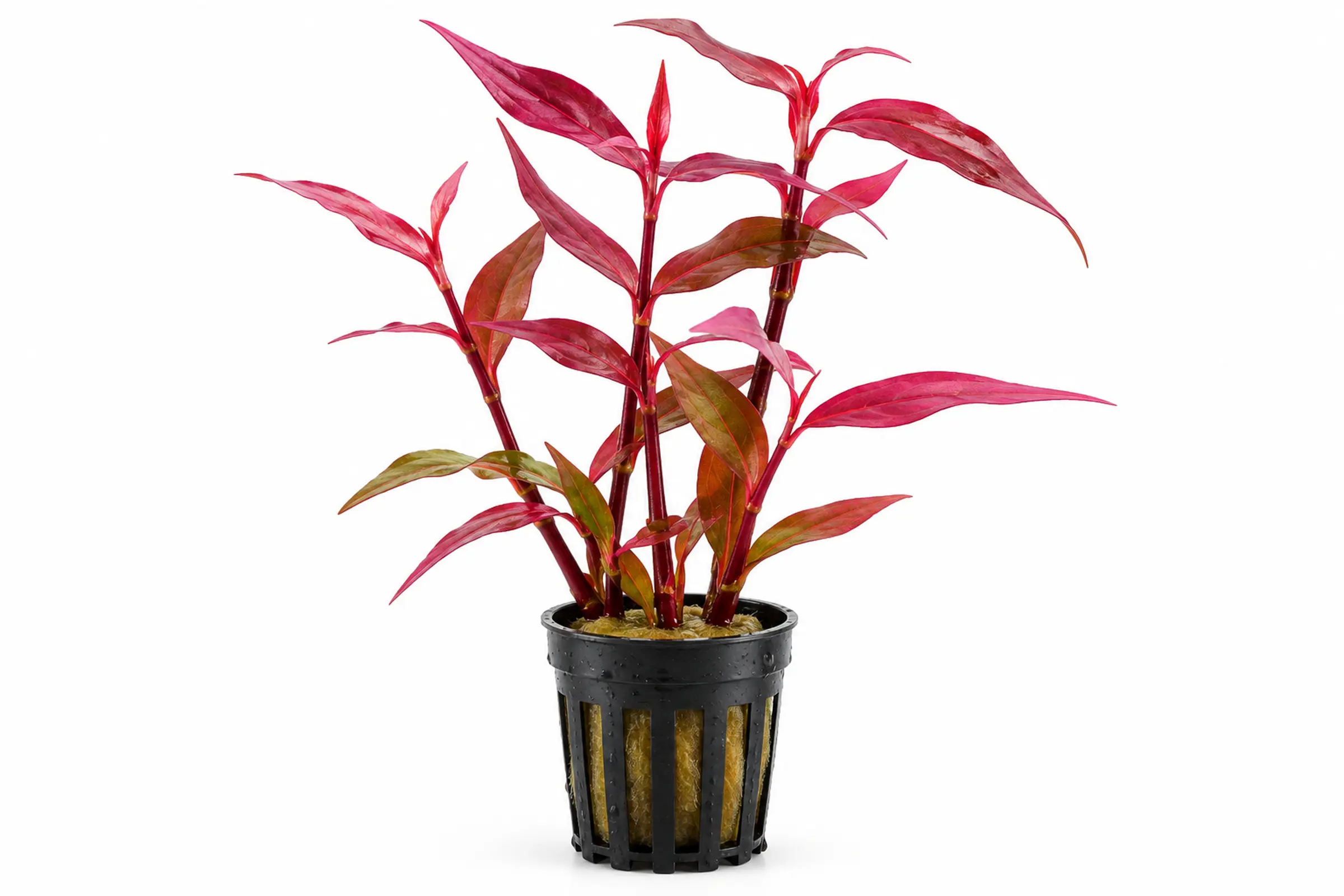 Dunkelroter Wasserknöterich, Persicaria sp. "Sao Paulo", im Topf
