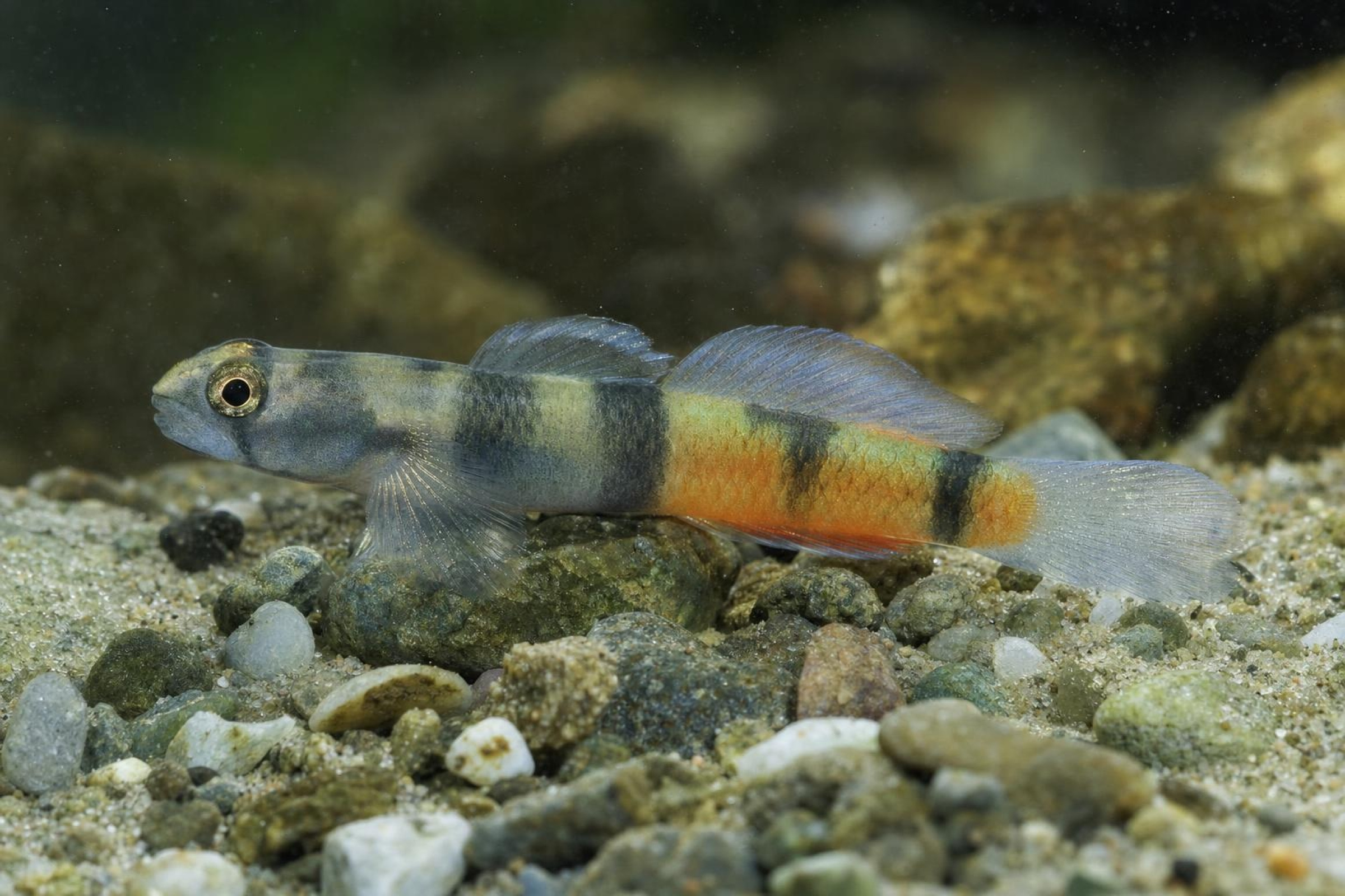 Flammenpfeil-Grundel „Papua“, Sicyopus zosterophorus
