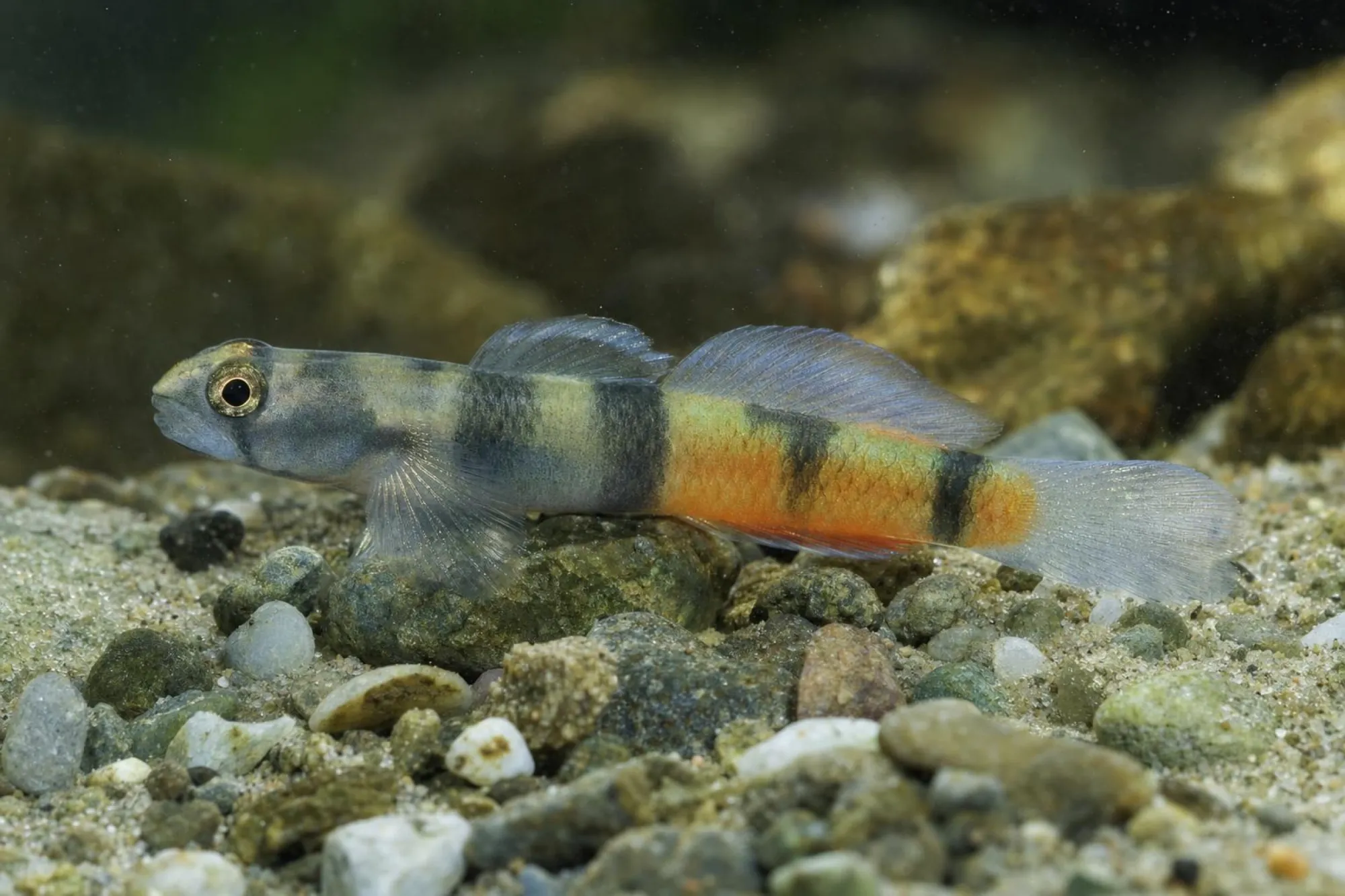Flammenpfeil-Grundel „Papua“, Sicyopus zosterophorus