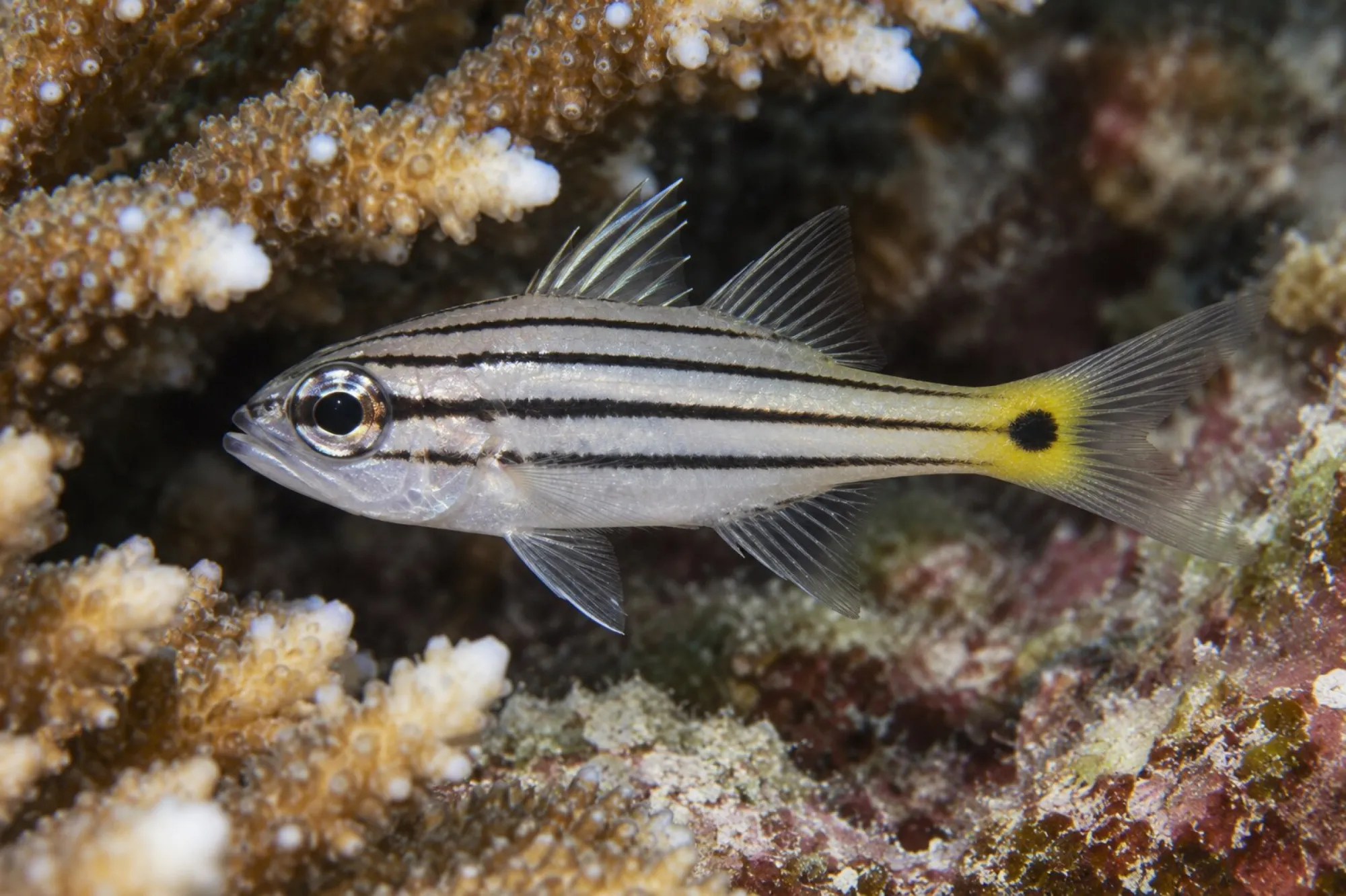 Fünflinien-Kardinalbarsch, Cheilodipterus quinquelineatus