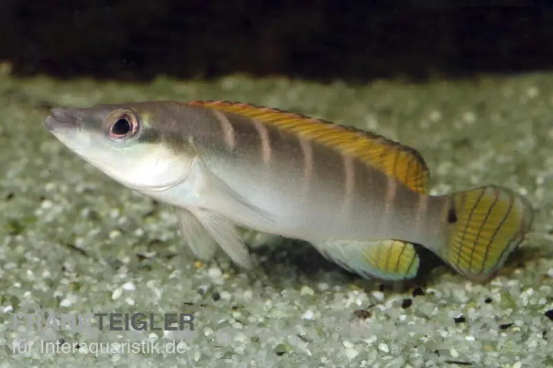 Schmalkopf-Hechtbuntbarsch, Crenicichla compressiceps, 4-6 cm