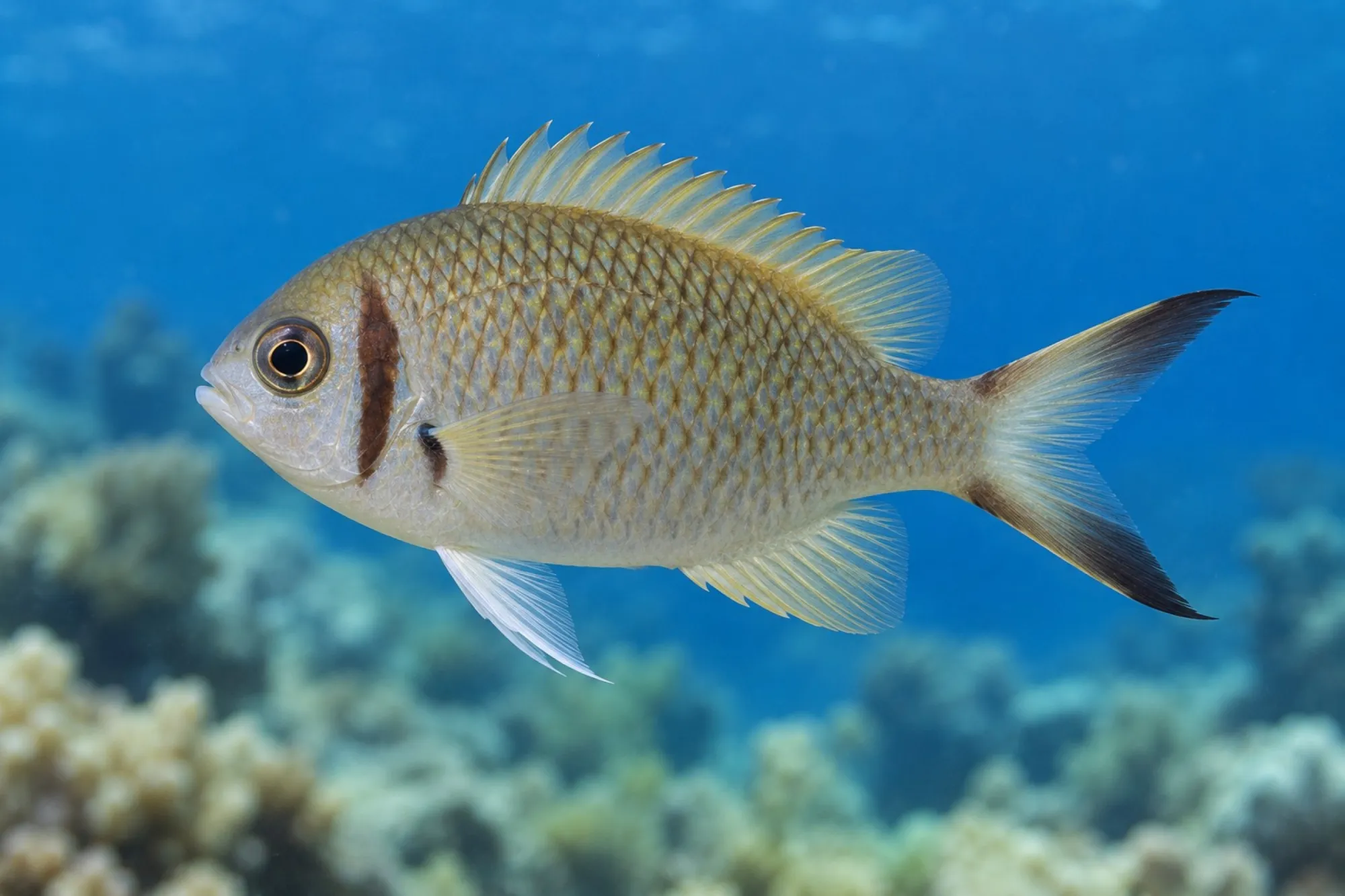 Webers Schwalbenschwanz, Chromis weberi