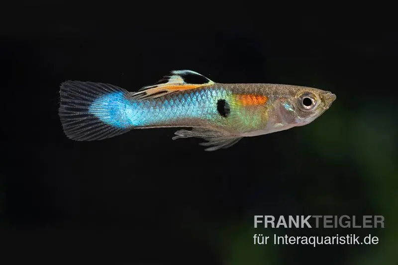Endler Guppy blau, Poecilia wingei blau, paarweise