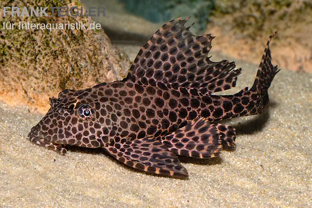 Wabenschilderwels, L165, Glyptoperichthys gibbiceps