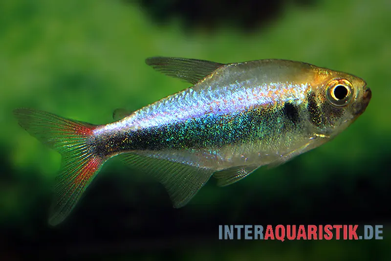 Blauroter Perusalmler, Hyphessobrycon margitae, ca. 3,0-4,0 cm