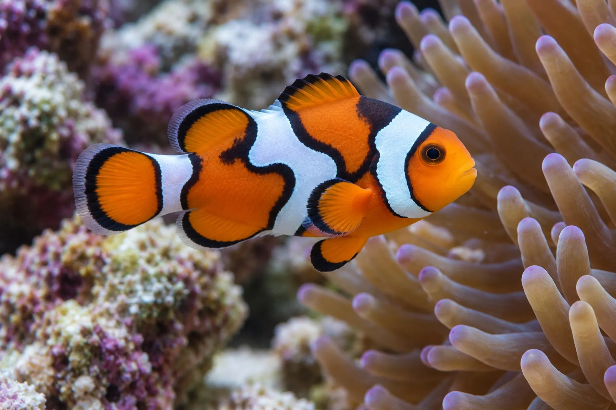 Ocellaris-Clownfisch „Fancy“ Nachzucht, Amphiprion ocellaris