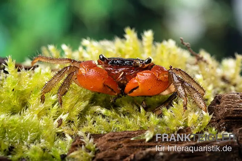 Inkakrabbe, Fasciarma fasciatum