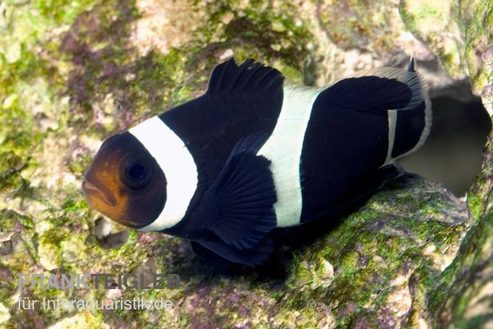 Schwarzer Falscher Clownfisch (Nachzucht), Amphiprion ocellaris