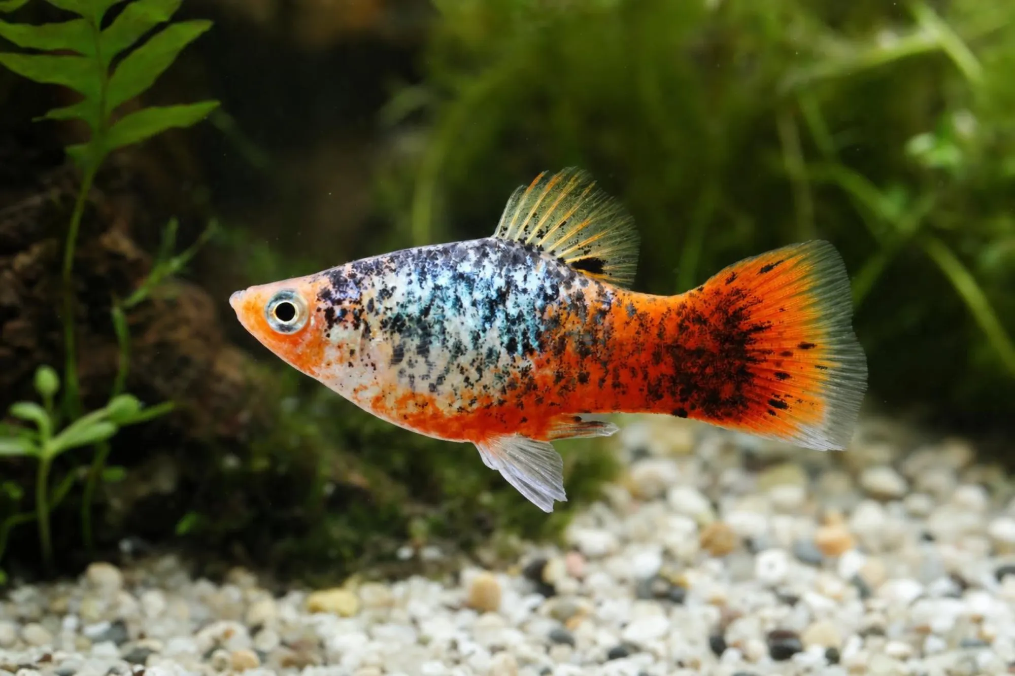 Rot-blauer Calico-Platy, Xiphophorus maculatus