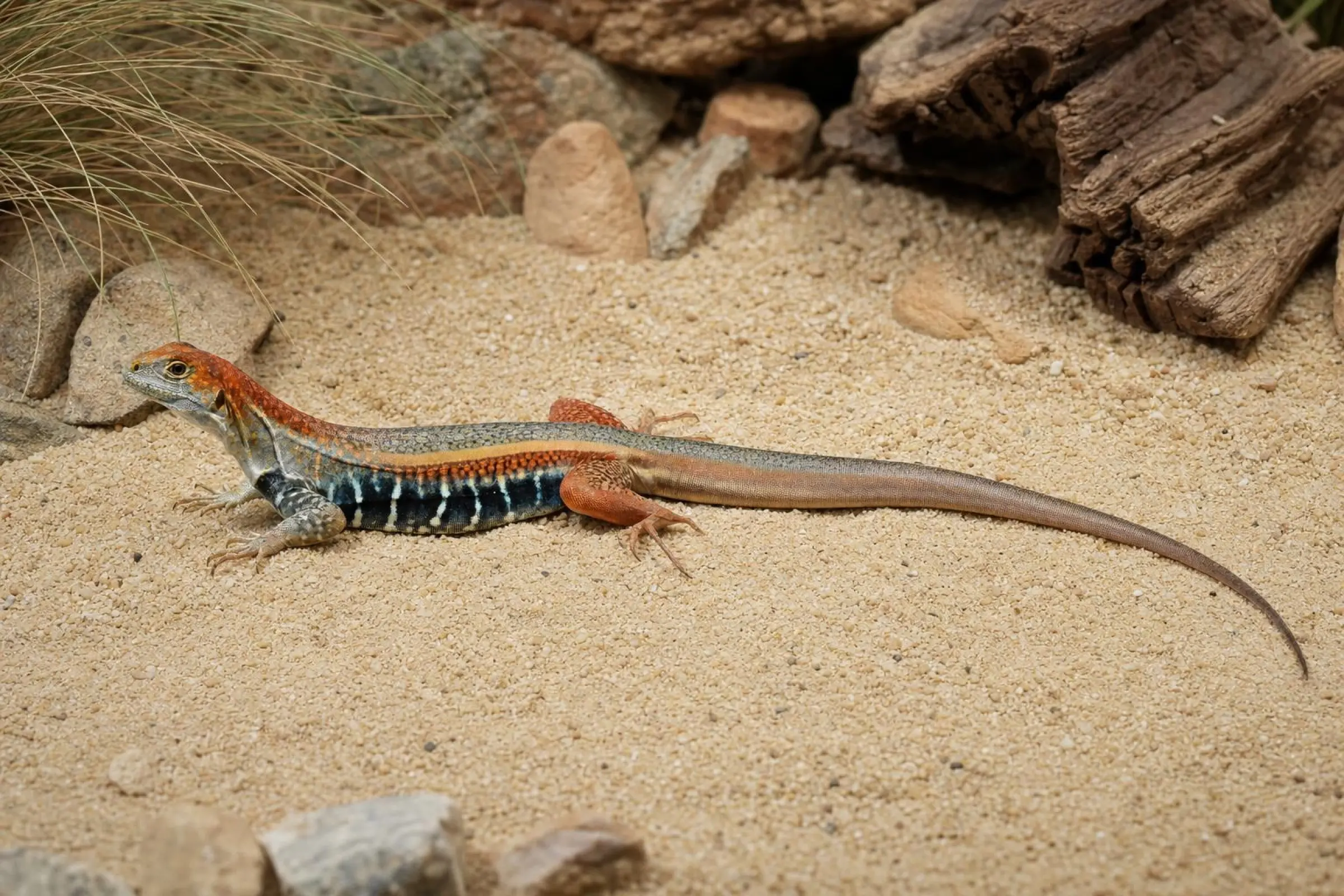 Vietnam-Schmetterlingsagame, Leiolepis guttata