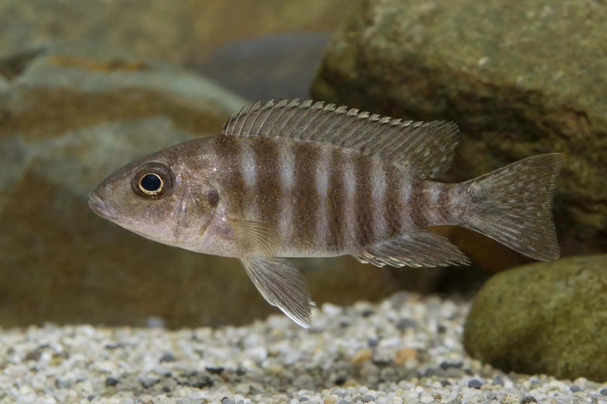 Kaiserbuntbarsch „Chilumba“, Weibchen, Aulonocara stuartgranti