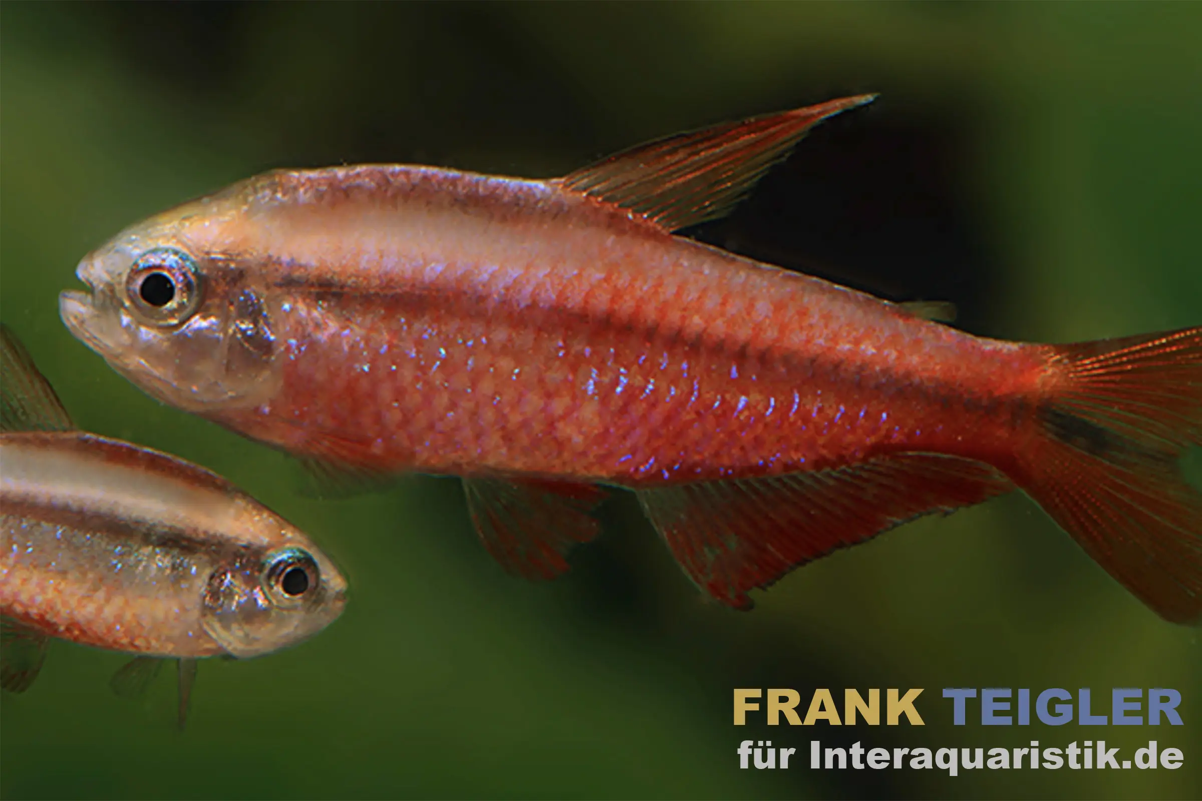 Super-Red-Devil-Tetra, Hyphessobrycon notidanos "Red Devil" (Rarität)