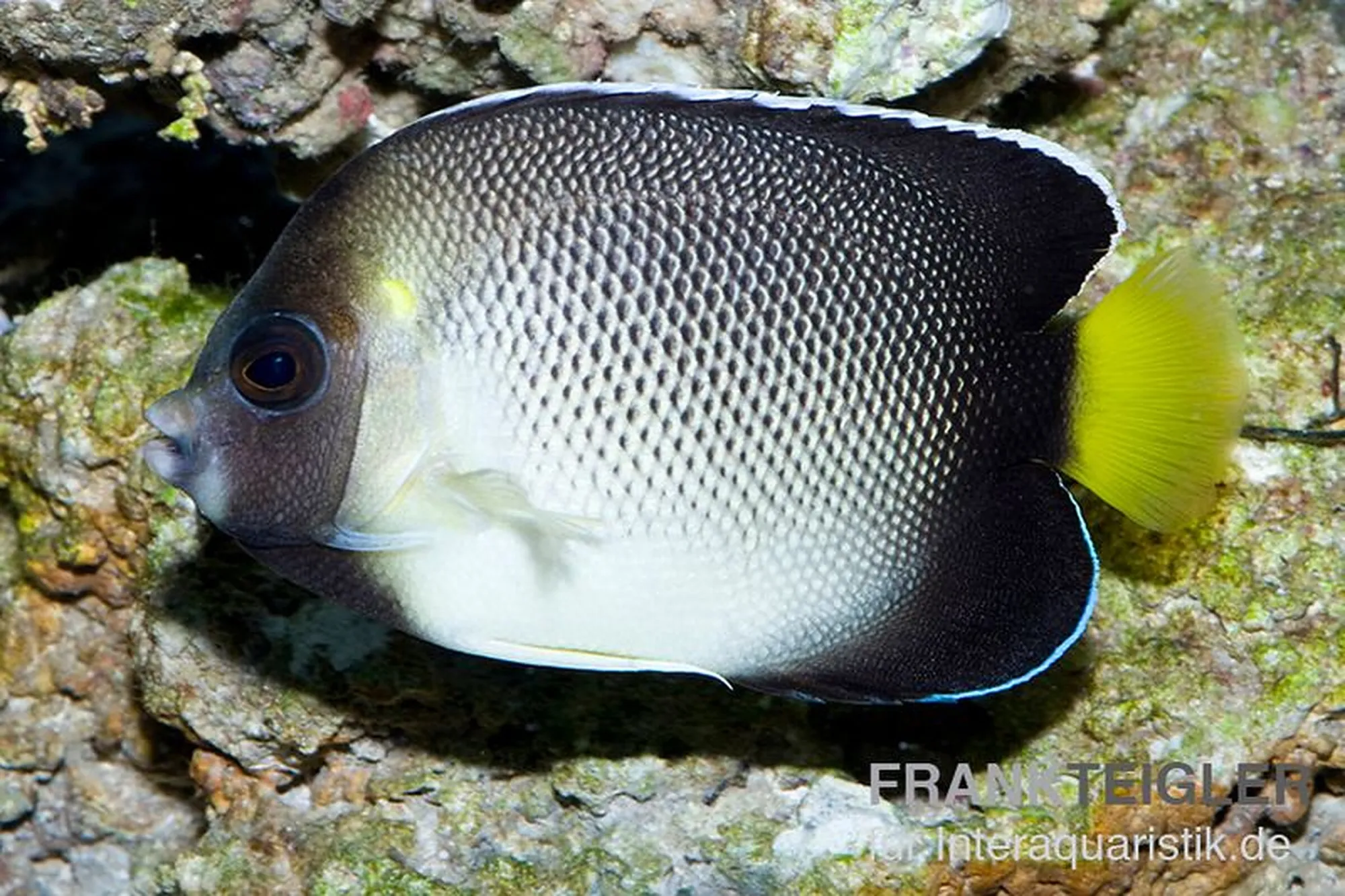 Indischer Rauchglas-Kaiserfisch, Apolemichthys xanthurus