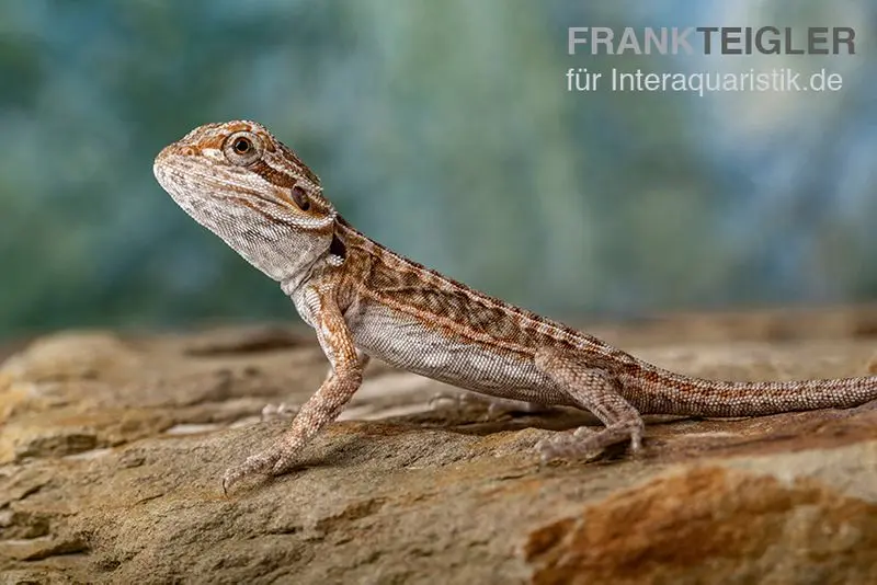 Bartagame, Pogona vitticeps, Farbmix, ca. 30-35 cm Paar