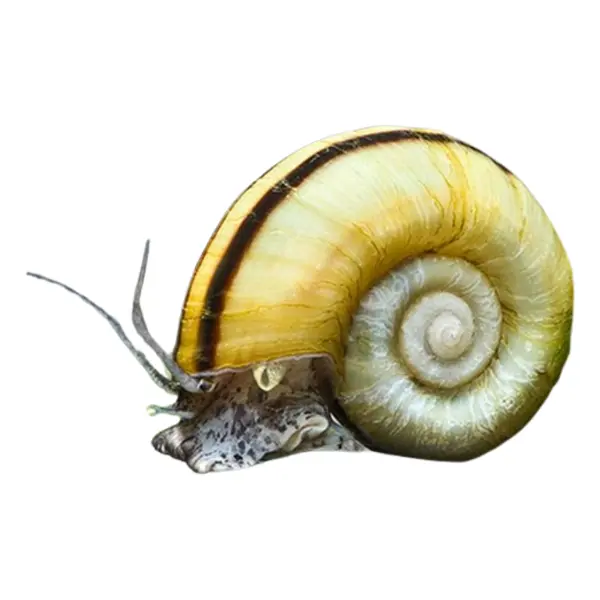 Apfelschnecken