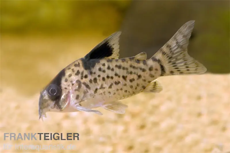 Schwarzflossen Panzerwels, Corydoras leucomelas, 3-4 cm