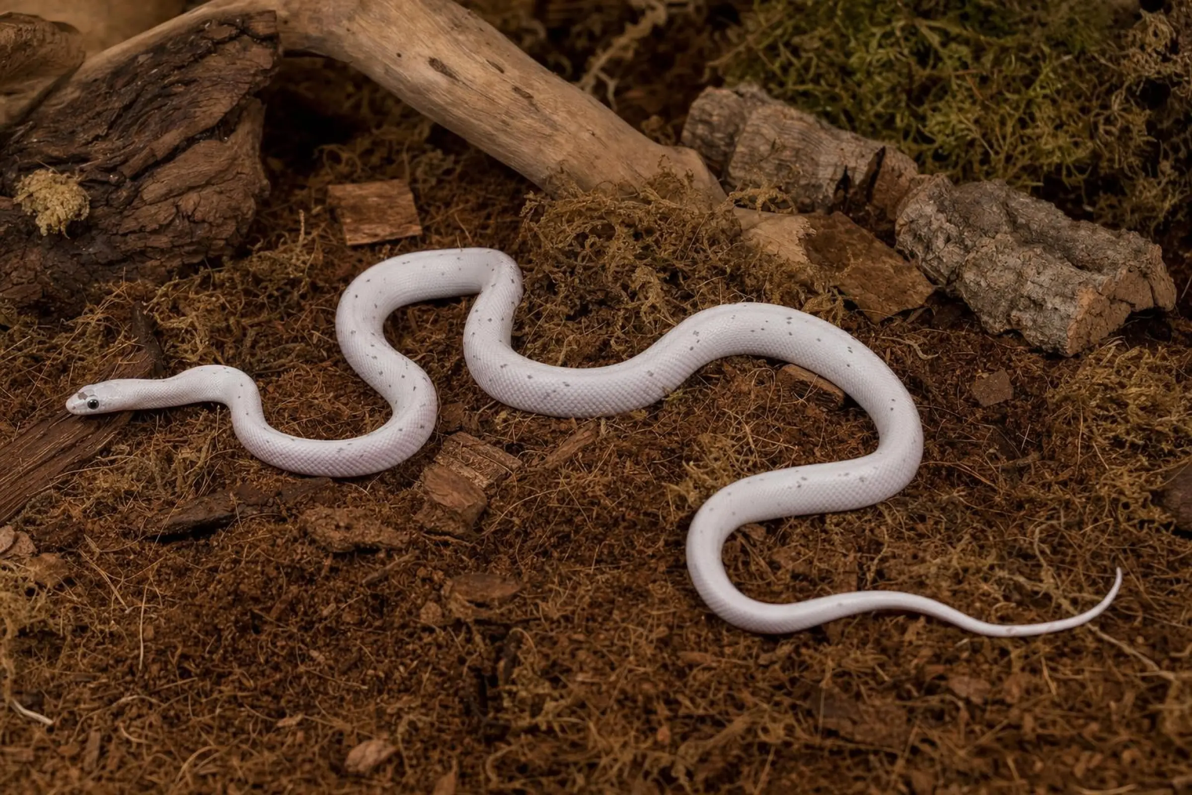 Palmetto-Anery-Kornnatter, Pantherophis guttatus