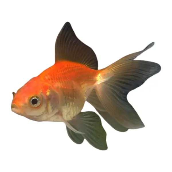 Goldfische