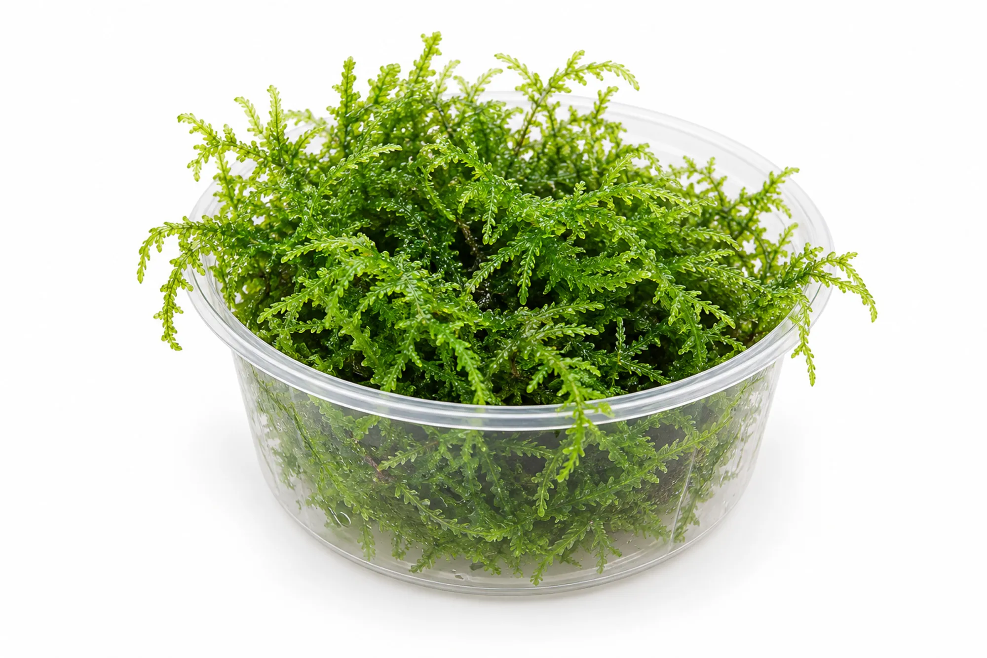 Grünes Weepingmoos Vesicularia ferriei mit fein verzweigten Trieben im transparenten 150-ml-Becher vor weißem Hintergrund.